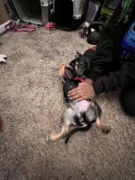 Chorkie Puppies for sale in Aurora, CO, USA. price: $400