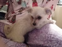 Chorkie Puppies for sale in Rehoboth Beach, DE, USA. price: $600