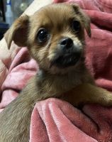 Chorkie Puppies for sale in Colton, OR, USA. price: $500