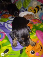 Chorkie Puppies for sale in Tucson, AZ, USA. price: $300