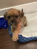 Chorkie Puppies for sale in Jacksonville, FL, USA. price: $980