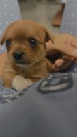 Chorkie Puppies for sale in Coimbatore, Tamil Nadu, India. price: 30,000 INR