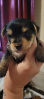 Chorkie Puppies for sale in St. Petersburg, FL, USA. price: $900
