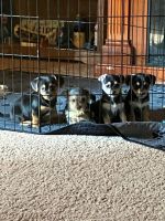 Chorkie Puppies for sale in Glasgow, KY 42141, USA. price: $300