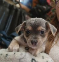 Chorkie Puppies for sale in Jonesville, Michigan. price: $400
