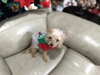 Chorkie Puppies for sale in Alabaster, AL, USA. price: $40,000