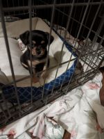 Chorkie Puppies for sale in Ashburn, Georgia. price: $450