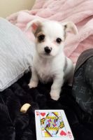 Chorkie Puppies for sale in Arlington, Texas. price: NA