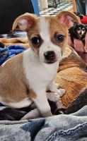 Chorkie Puppies for sale in Little Canada, Minnesota. price: $850