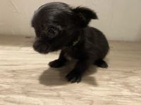 Chorkie Puppies for sale in Granbury, TX, USA. price: $700
