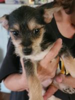 Chorkie Puppies for sale in MacEdon, New York. price: $500