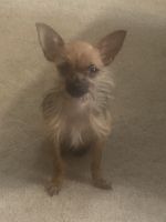 Chorkie Puppies for sale in Greencastle, Indiana. price: $800