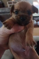 Chorkie Puppies for sale in Asheboro, North Carolina. price: $400