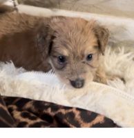 Chorkie Puppies for sale in Cincinnati, OH, USA. price: $750