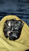 Chorkie Puppies for sale in 1698 Liberty Ave, Lincoln Park, MI 48146, USA. price: $250