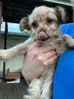 Chorkie Puppies for sale in Ohio 45123, USA. price: $500