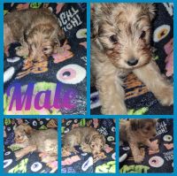 Chorkie Puppies for sale in Prosser, WA 99350, USA. price: $100