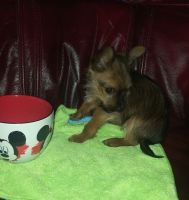 Chorkie Puppies for sale in Los Angeles, CA, USA. price: $623