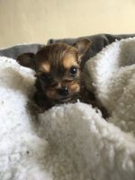 Chorkie Puppies for sale in Pocatello, ID, USA. price: $500