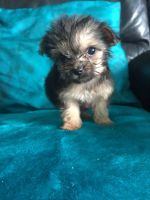 Chorkie Puppies for sale in Miami, FL, USA. price: $400