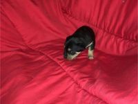 Chorkie Puppies for sale in Benton, IL 62812, USA. price: $250