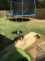 Puppies for sale