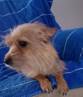 Chorkie Puppies for sale in Raleigh, NC, USA. price: $100