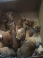Chorkie Puppies for sale in Rosamond, CA, USA. price: $100