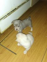 Chorkie Puppies for sale in Ashford, AL 36312, USA. price: $60