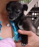 Chorkie Puppies for sale in Jacksonville, FL, USA. price: $100