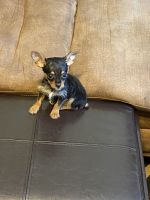 Chorkie Puppies for sale in Macon, GA, USA. price: $1,000