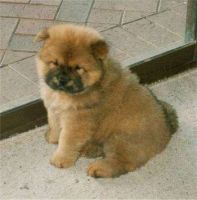 Chow Chow Puppies for sale in Mumbai, Maharashtra, India. price: 2 INR