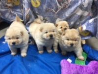 Chow Chow Puppies for sale in Preston Hollow, NY 12469, USA. price: $500