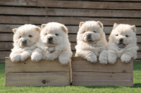 Chow Chow Puppies for sale in Lodi, CA, USA. price: $800