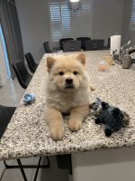 Chow Chow Puppies for sale in Manteca, CA, USA. price: $5,000