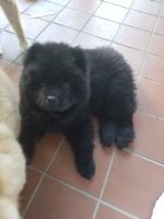 Chow Chow Puppies for sale in Sumter, SC, USA. price: $1,000