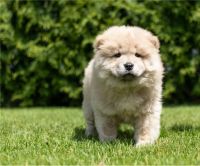 Chow Chow Puppies for sale in Austin, TX, USA. price: $500