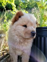 Chow Chow Puppies for sale in San Francisco, CA, USA. price: $1,000