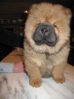 Chow Chow Puppies for sale in Descanso, CA 91916, USA. price: $650