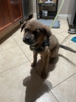 Chow Chow Puppies for sale in San Diego, CA 92115, USA. price: $600