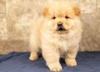Chow Chow Puppies for sale in TX-249, Houston, TX, USA. price: $700