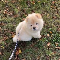 Chow Chow Puppies for sale in Miami, FL, USA. price: $1,400