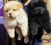 Chow Chow Puppies for sale in Farrukhabad, Uttar Pradesh, India. price: 18,000 INR