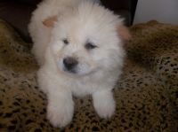 Chow Chow Puppies for sale in Jacksonville, FL, USA. price: $850