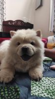 Chow Chow Puppies for sale in Kukatpally, Hyderabad, Telangana, India. price: 38000 INR