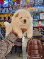 Chow Chow Puppies for sale in New Delhi, Delhi, India. price: 30,000 INR