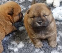 Chow Chow Puppies for sale in Fairport, NY 14450, USA. price: $700