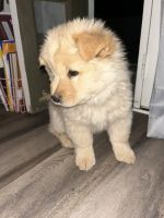 Chow Chow Puppies for sale in Mesa, AZ, USA. price: $850