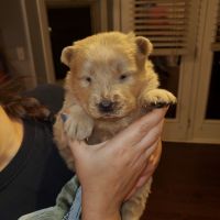 Chow Chow Puppies for sale in Dallas, GA, USA. price: $1,000