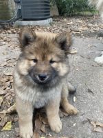 Chow Chow Puppies for sale in Pensacola, FL, USA. price: $200